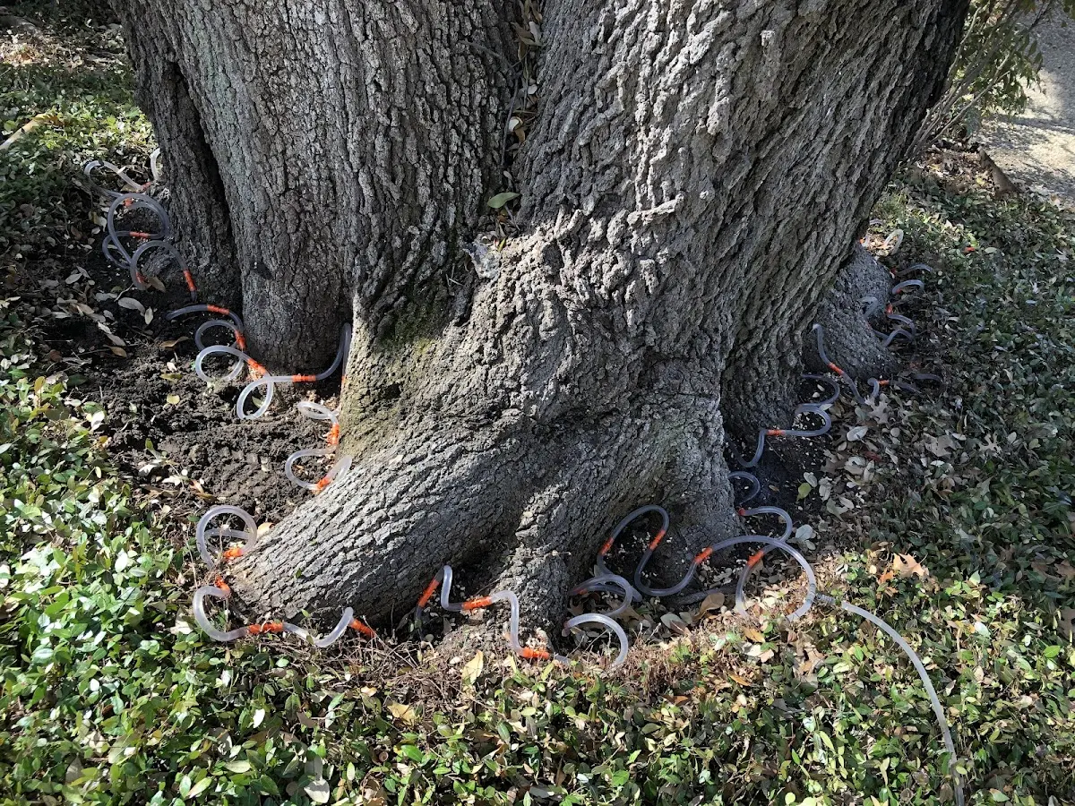 Detailed Tree Cabling and Bracing job site in Carriere