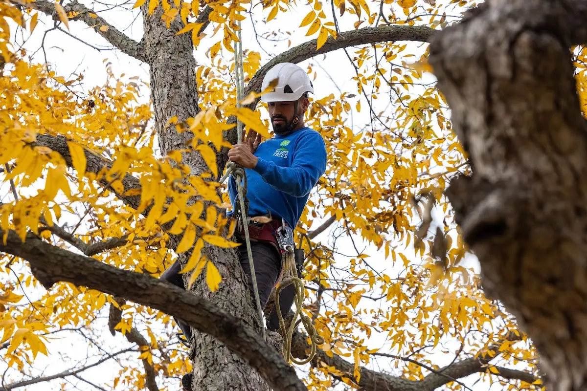 Skilled Tree Planing crew working in Carriere
