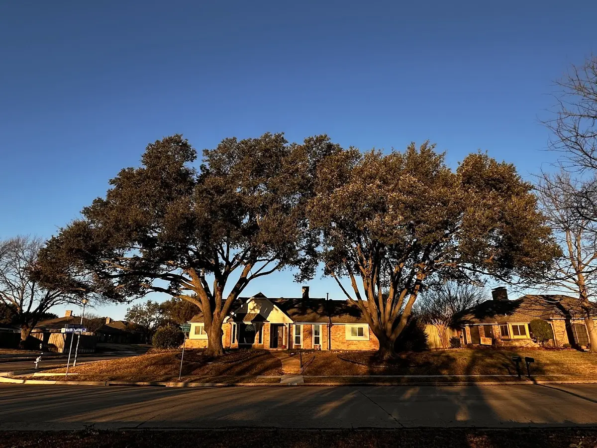 Established residential canopy tree shading a home in Carriere