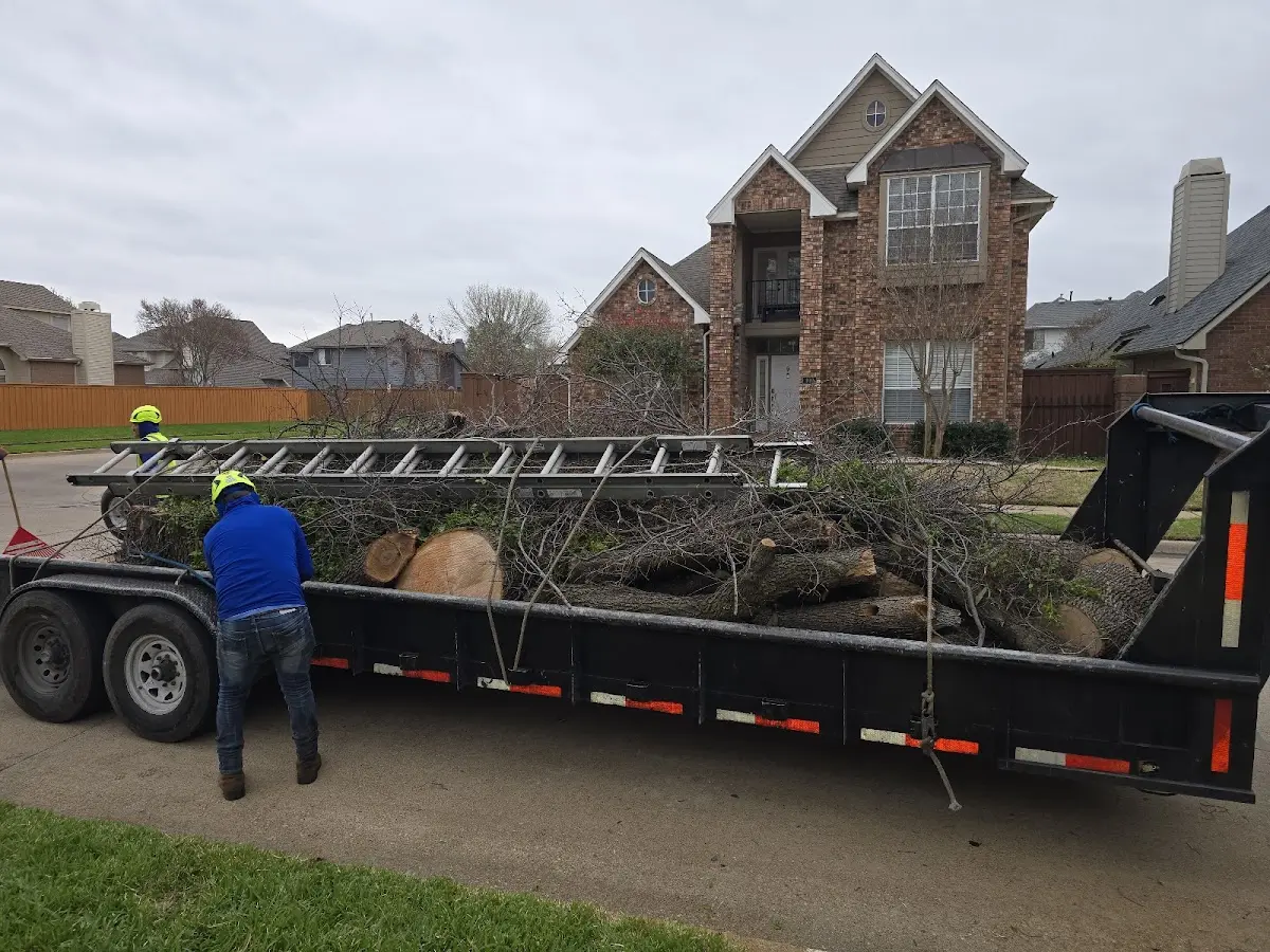 Expert Tree Pest Control with proper safety equipment in Carriere